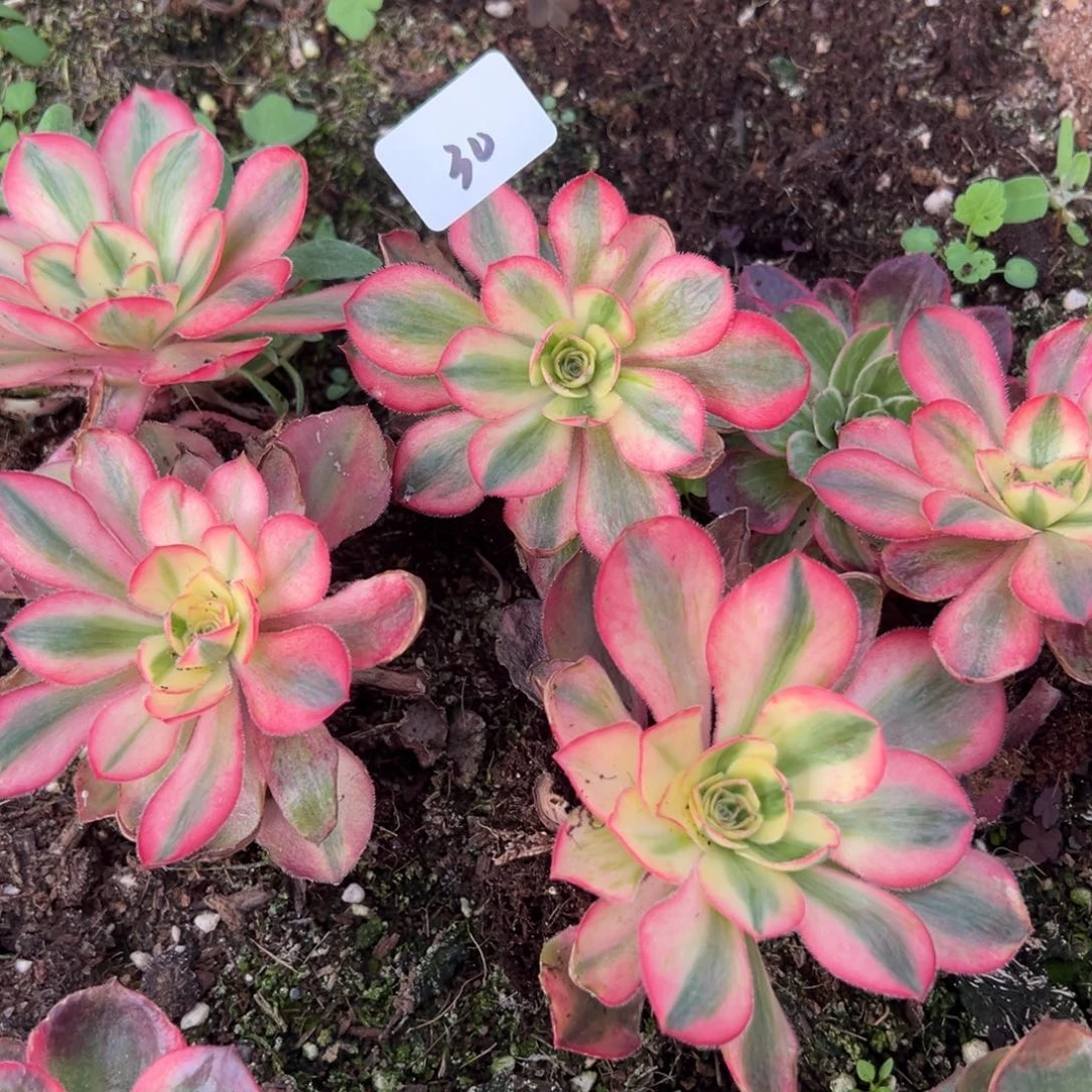 20包邮30爱丽丝一颗8多肉