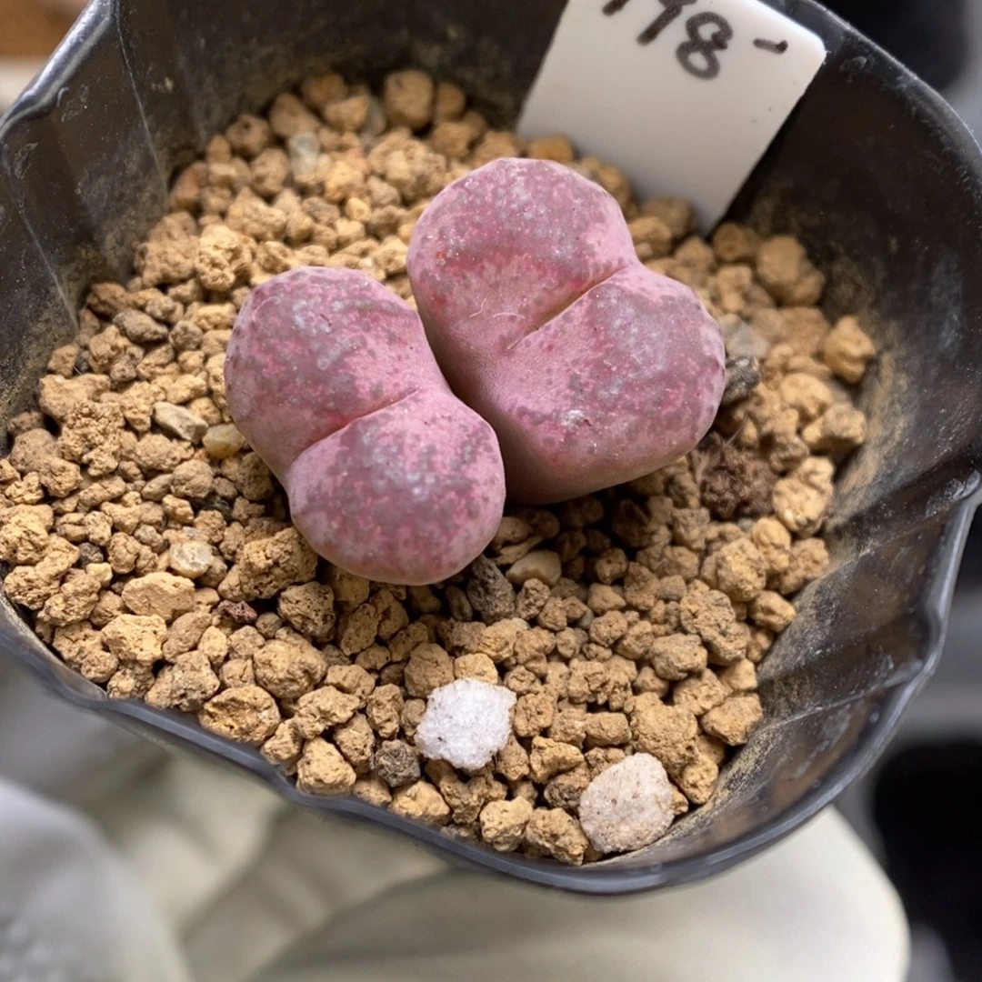 多肉植物肉锥杂交K-3696 风铃杂