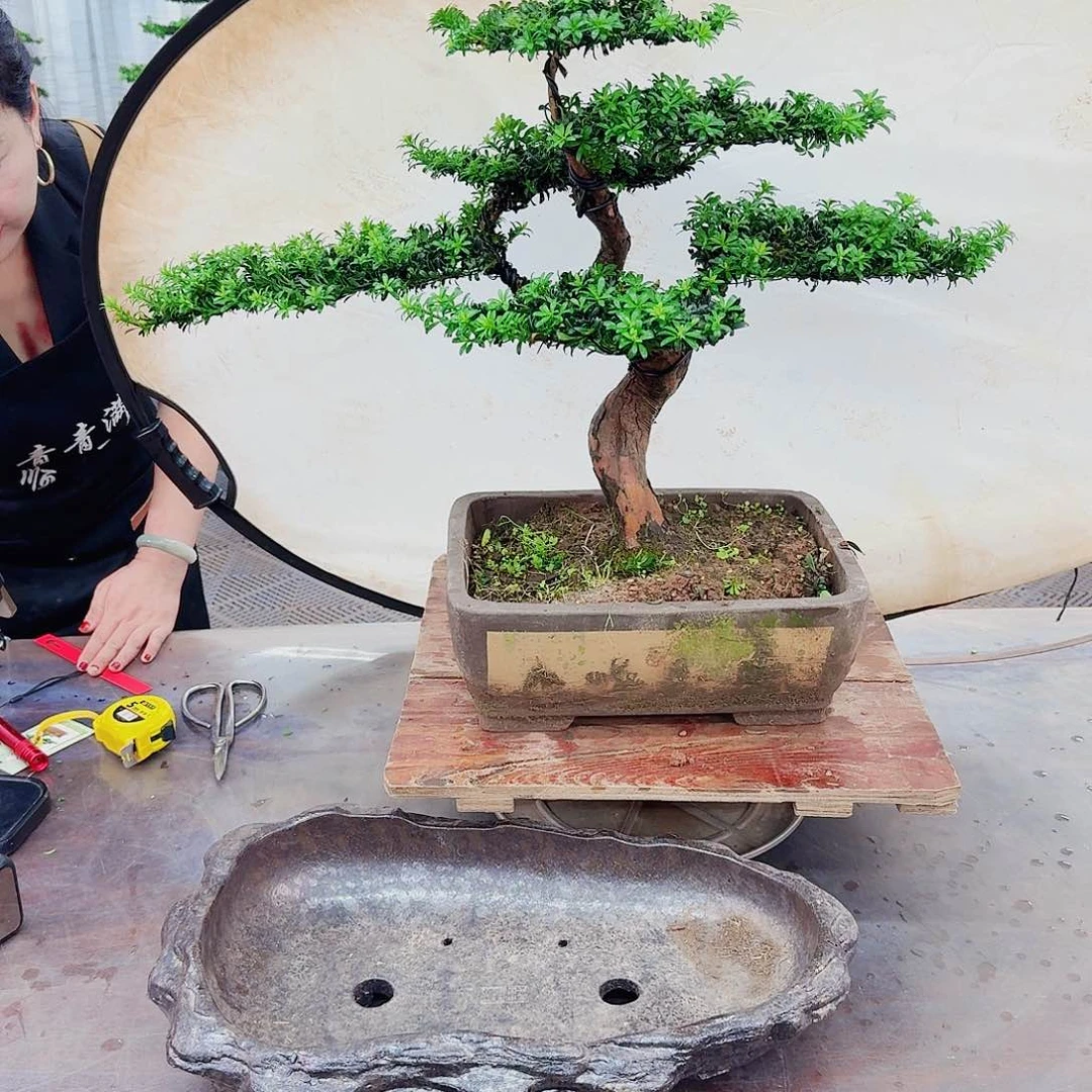 无花朵罗汉松一物一拍888