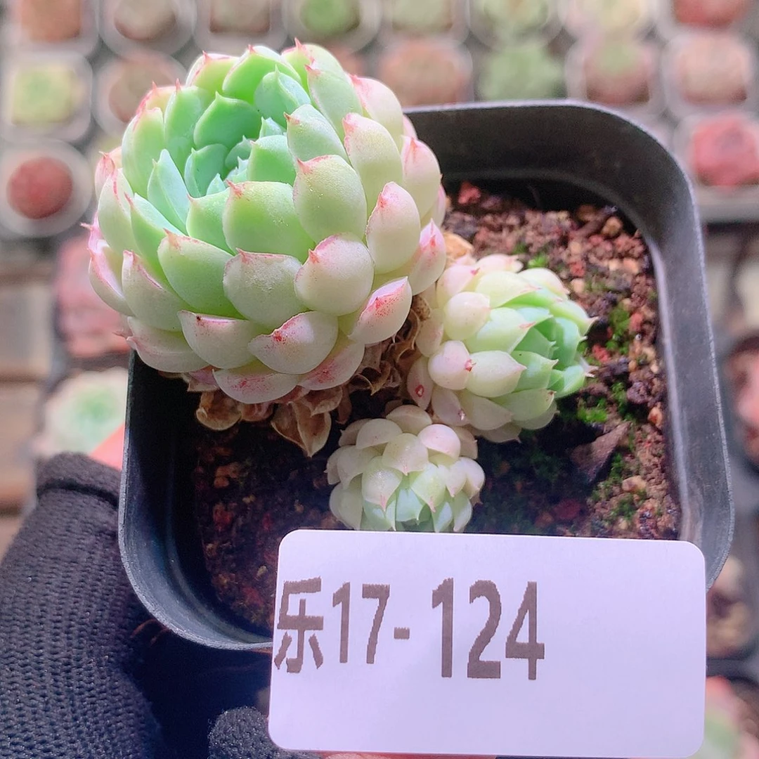 乐然17-124 羊脂球 不包整