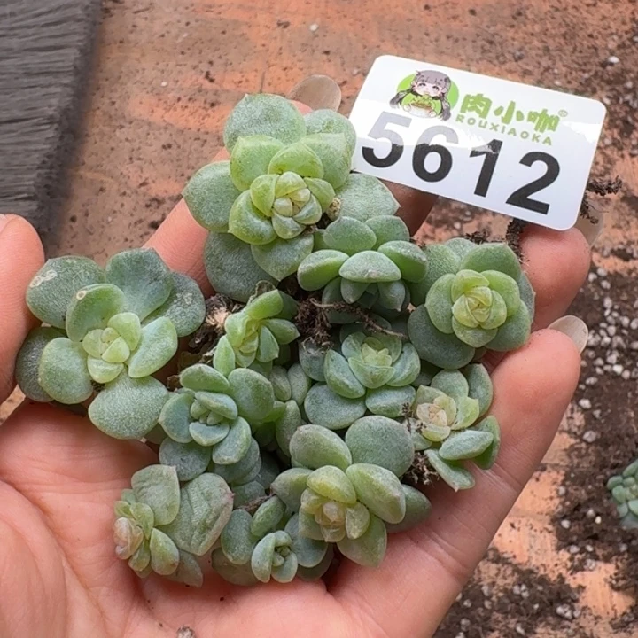 浅***浅多肉植物多肉植物