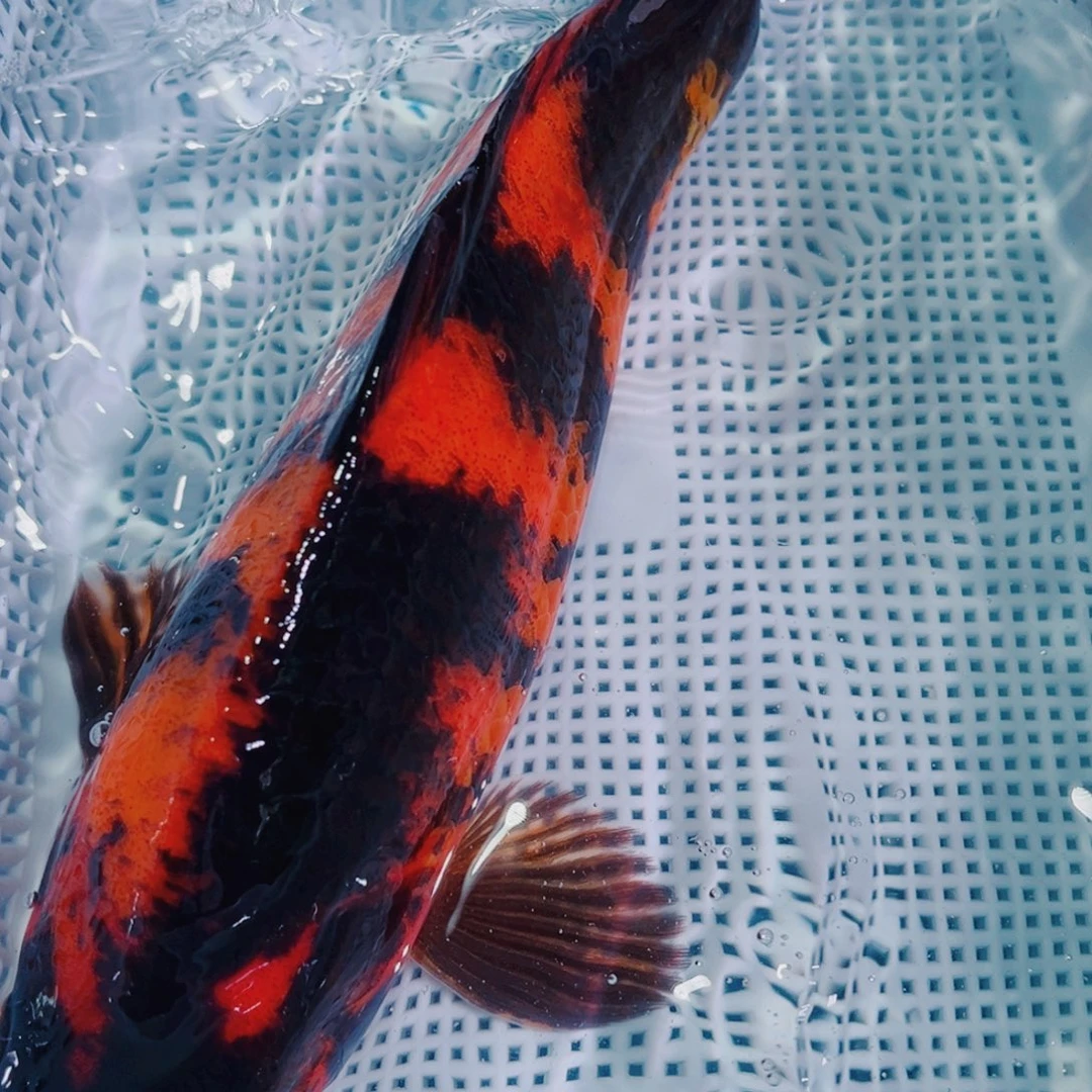 锦鲤锦鲤冷水鱼观赏618