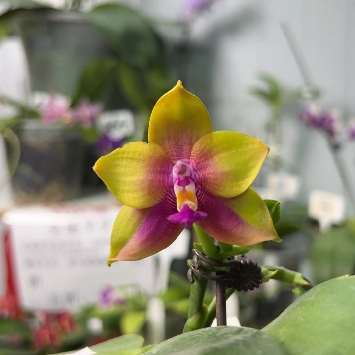 完全开放BKH 2226 2.5顺杯双花剑浓香