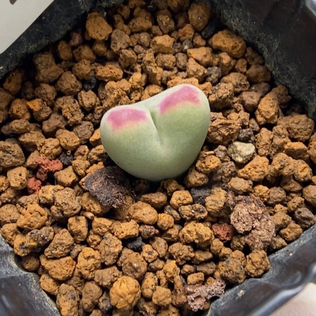 多肉植物肉锥杂交K-449