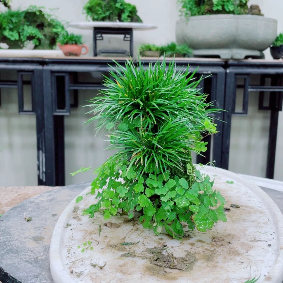 无铅玻璃m****6铁线蕨的一个分支叫做