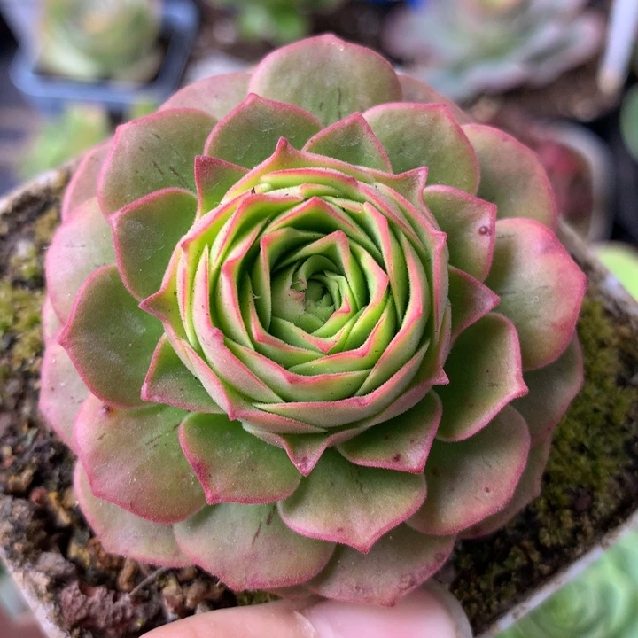 一物一拍星辰福利399