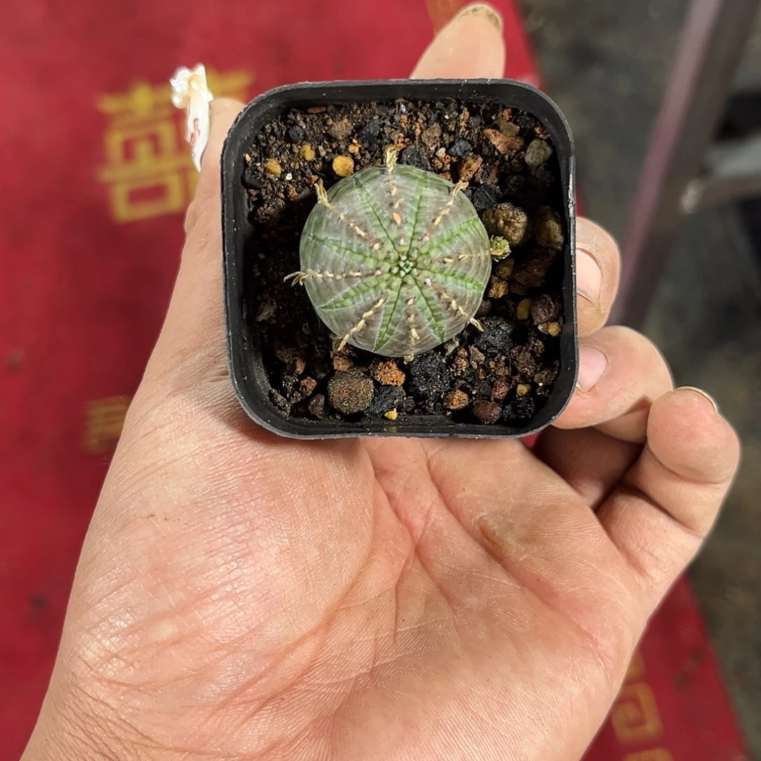 11550一物一拍单头发货