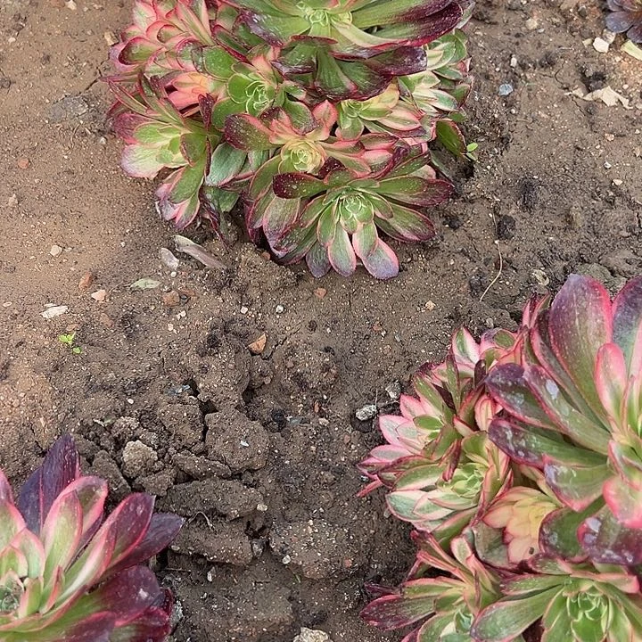 3.10-31黑膜锦多肉植物4
