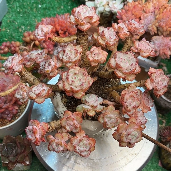 千山雪一颗 一物一拍