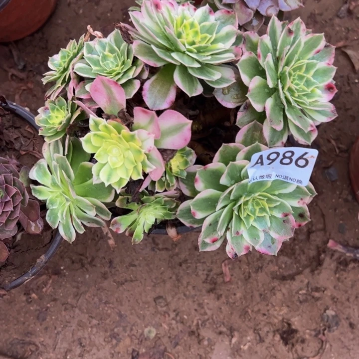 至***宝海王多肉植物986.