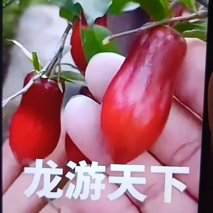 龙游天下扦插苗老鸦柿原生