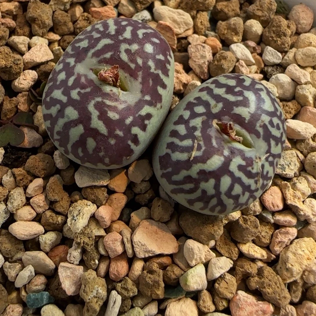 多肉植物大型超墨123号