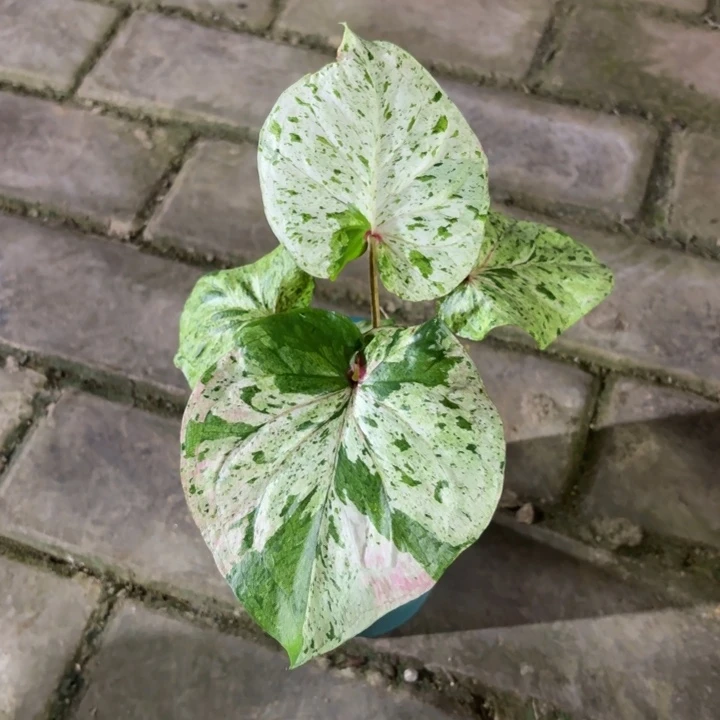 薄荷糖泰国彩叶芋19-0810