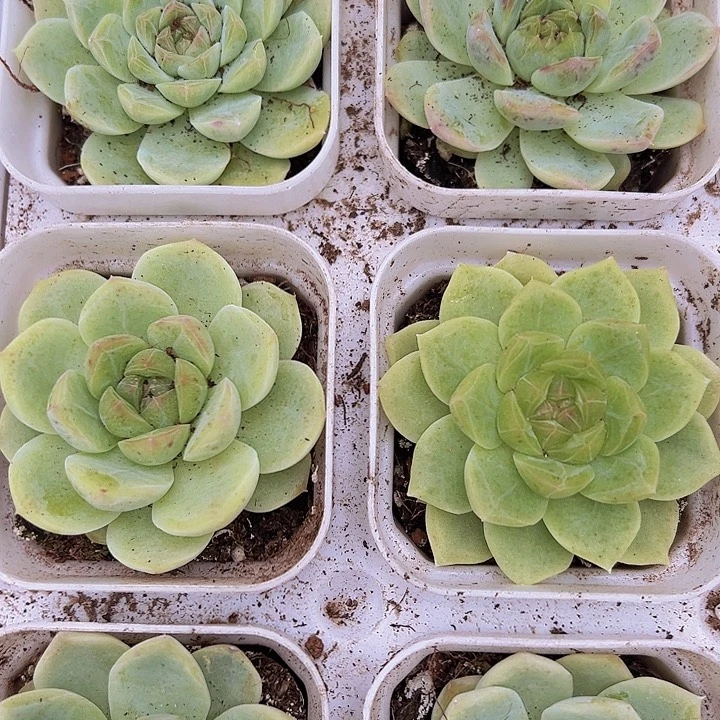 白桃带盆19包邮多肉