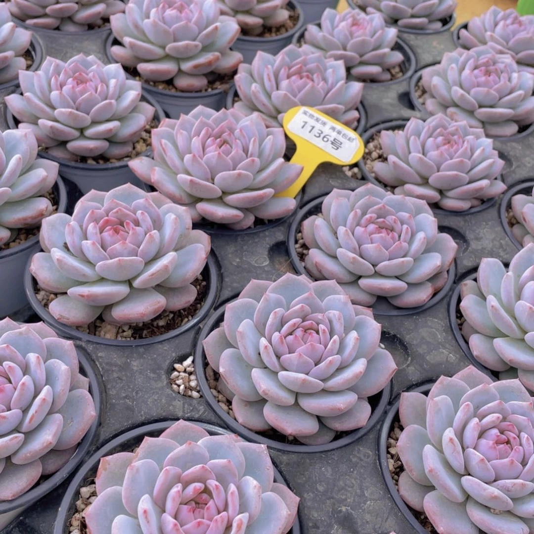 1136号 开播福利星星橙大单头一个