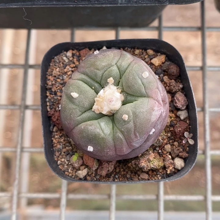 伯克利和格蕾纳等著名音乐