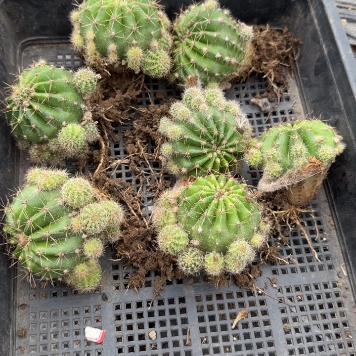 325彩草脱土发货斑一个掉侧牙无售后