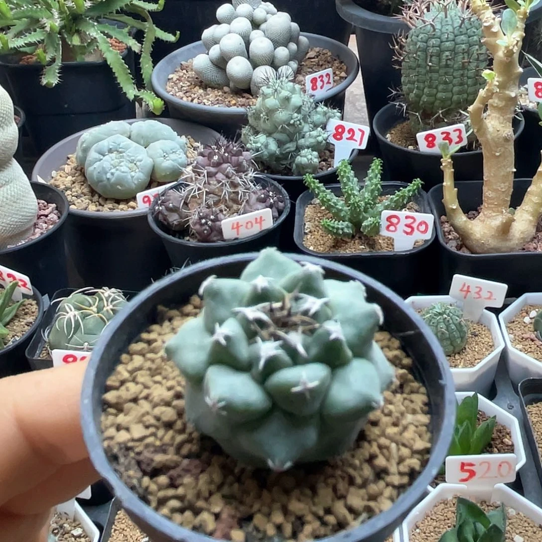 实生大尤赤花娇丽仙人球