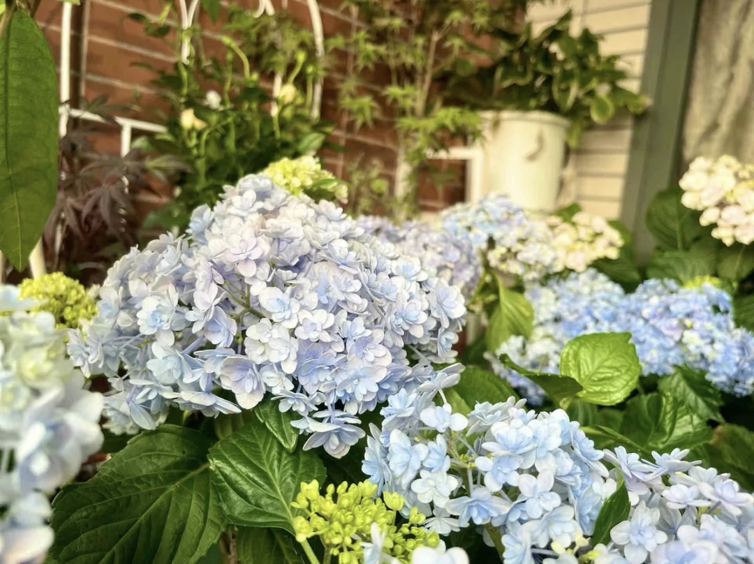 【花手鞠】1加仑露天新老枝开花重瓣阳台庭院地栽花期长多季循环开