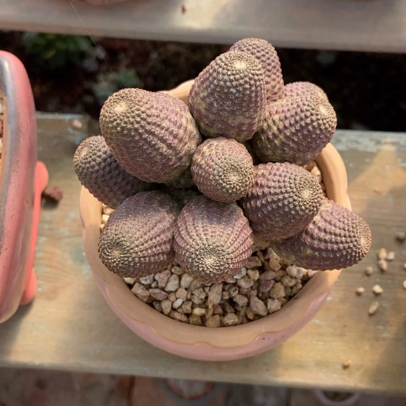 【闪购商品】仙人球