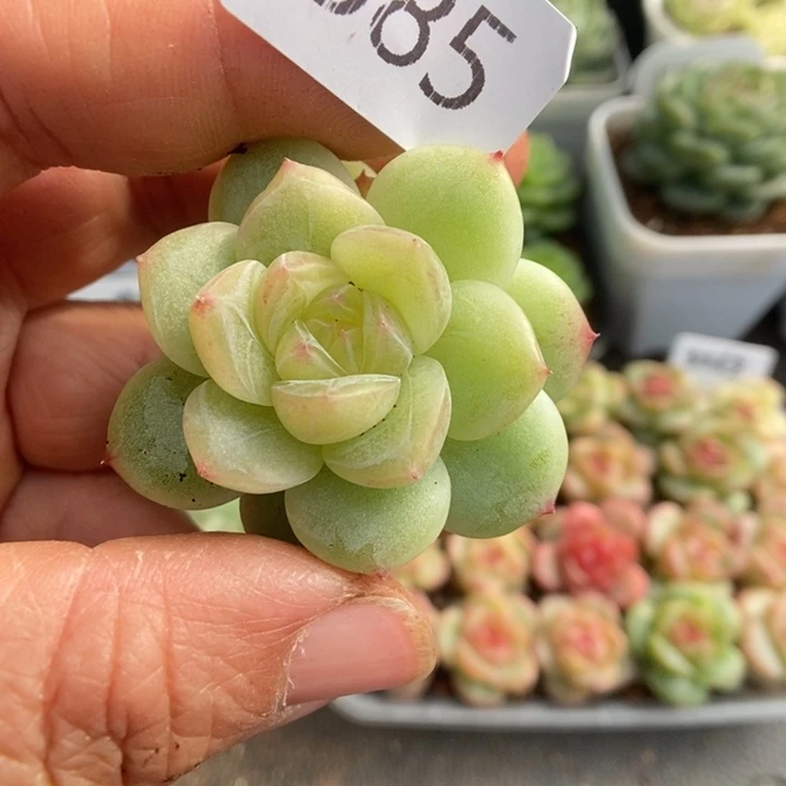 一物一拍一物一拍1115-585