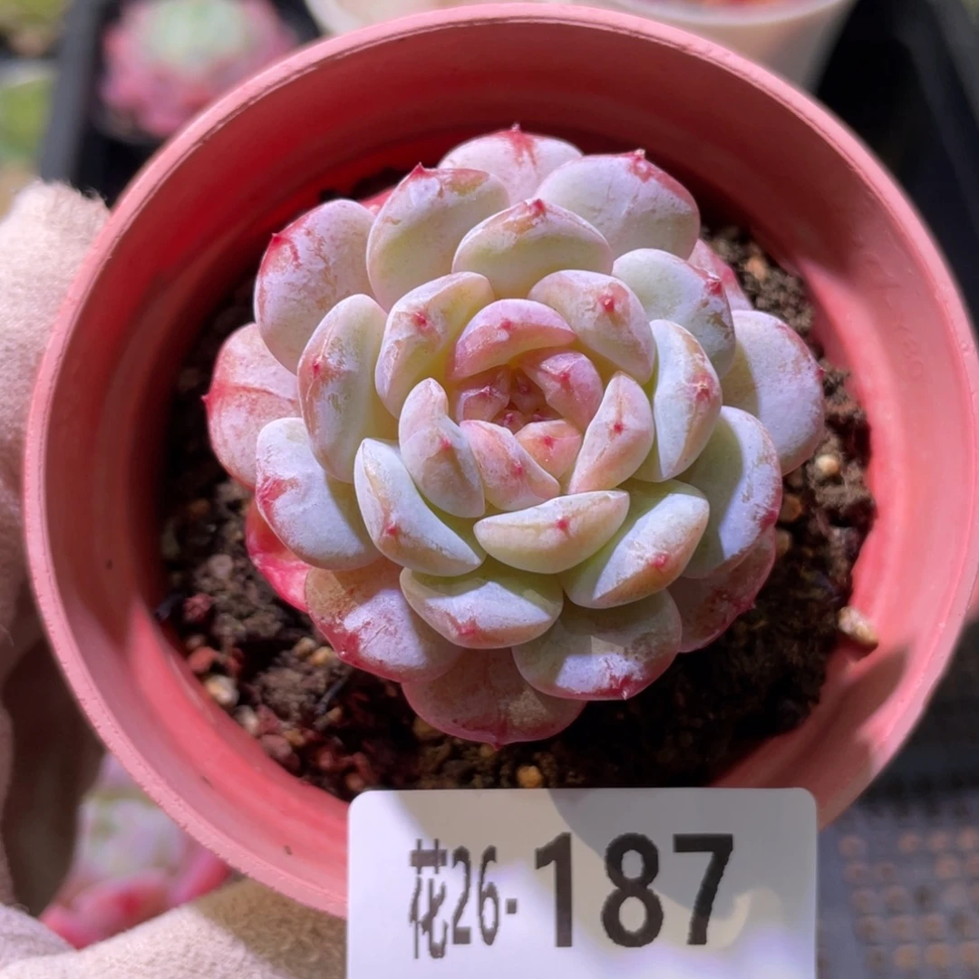 花利美26-187雪颜玉