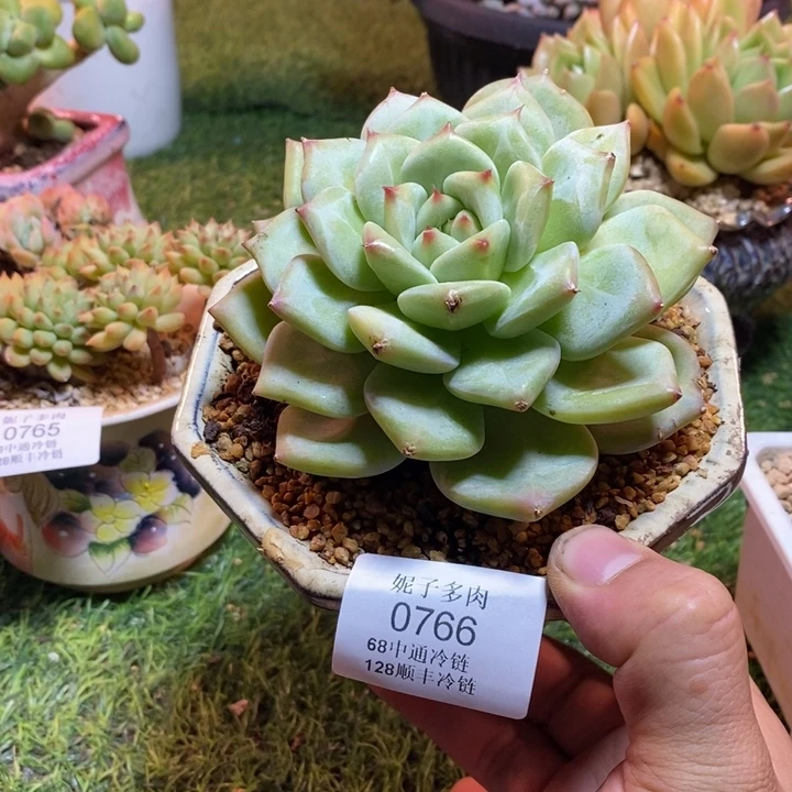 0766啊啊啊啊啊啊啊啊