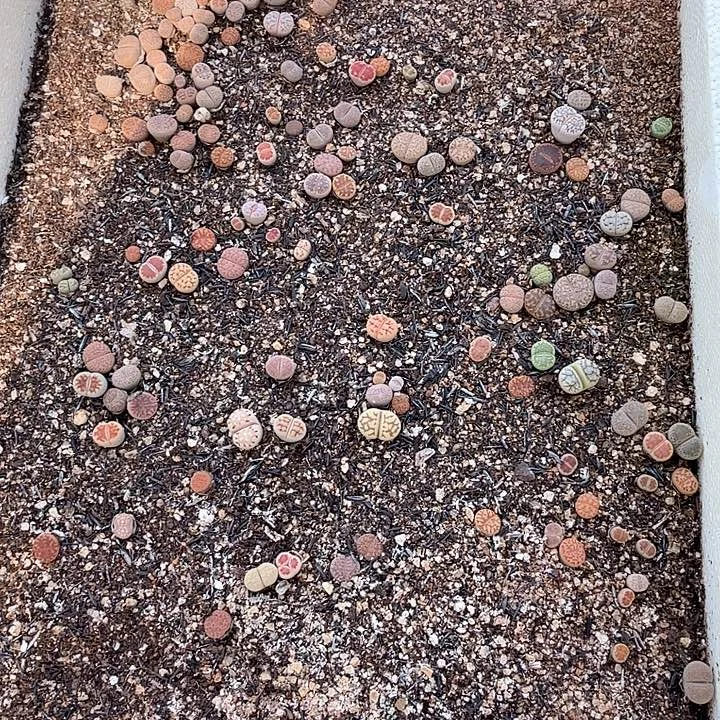 100生石花整筐脱土发货