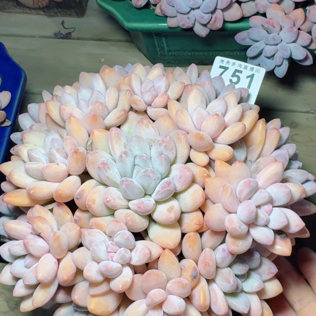 香水老桩           精美多肉