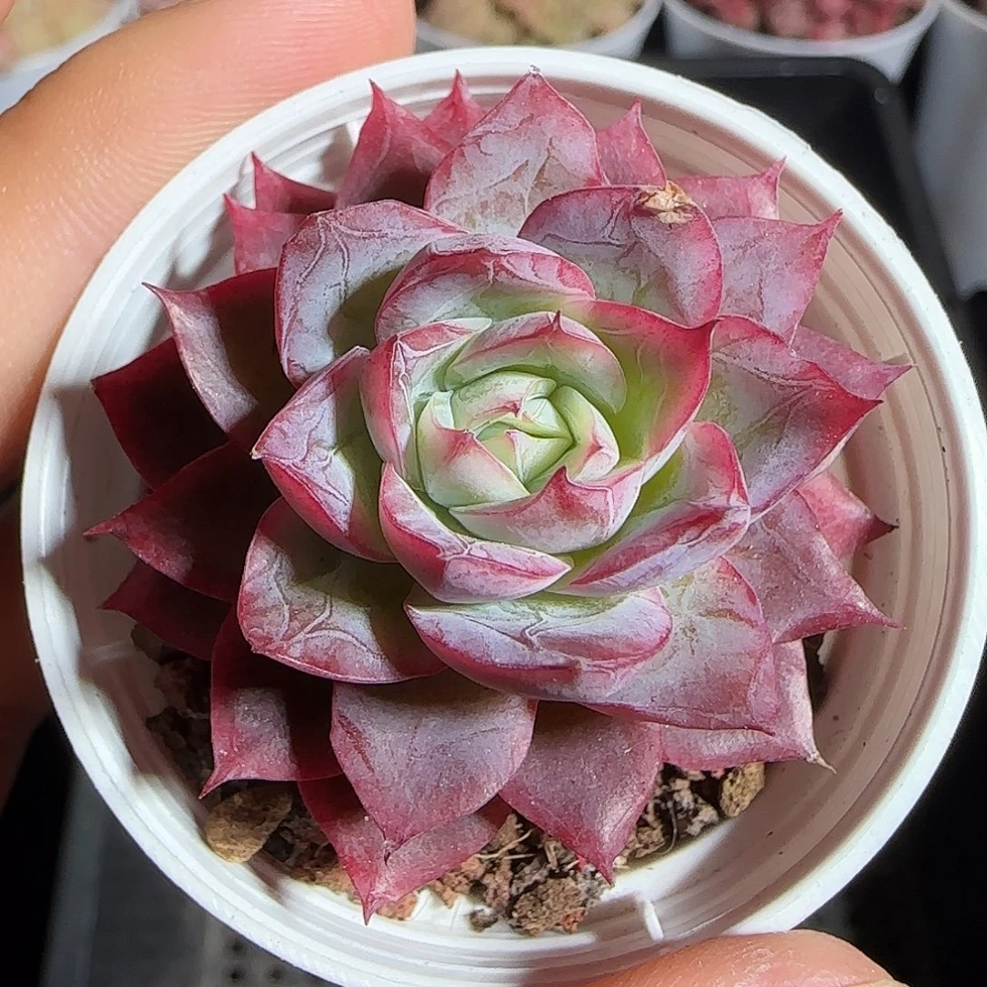 多肉1220-37福利福利