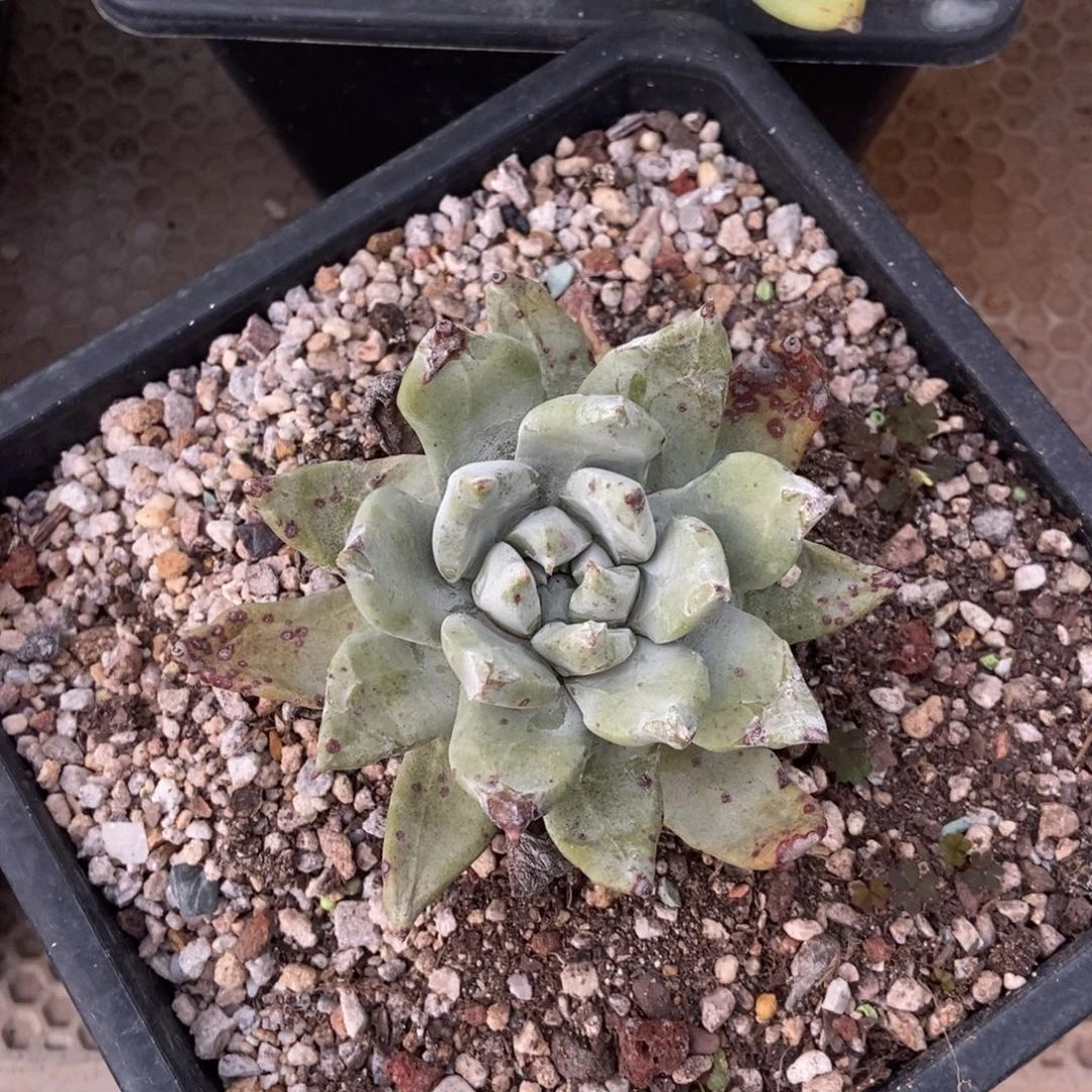 帕翠莎多肉植物啦啦啦