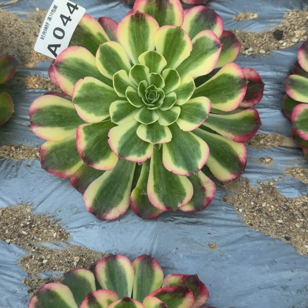 044海棠 多肉植物