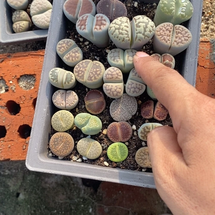 阿***宝生石花等植物的生长747
