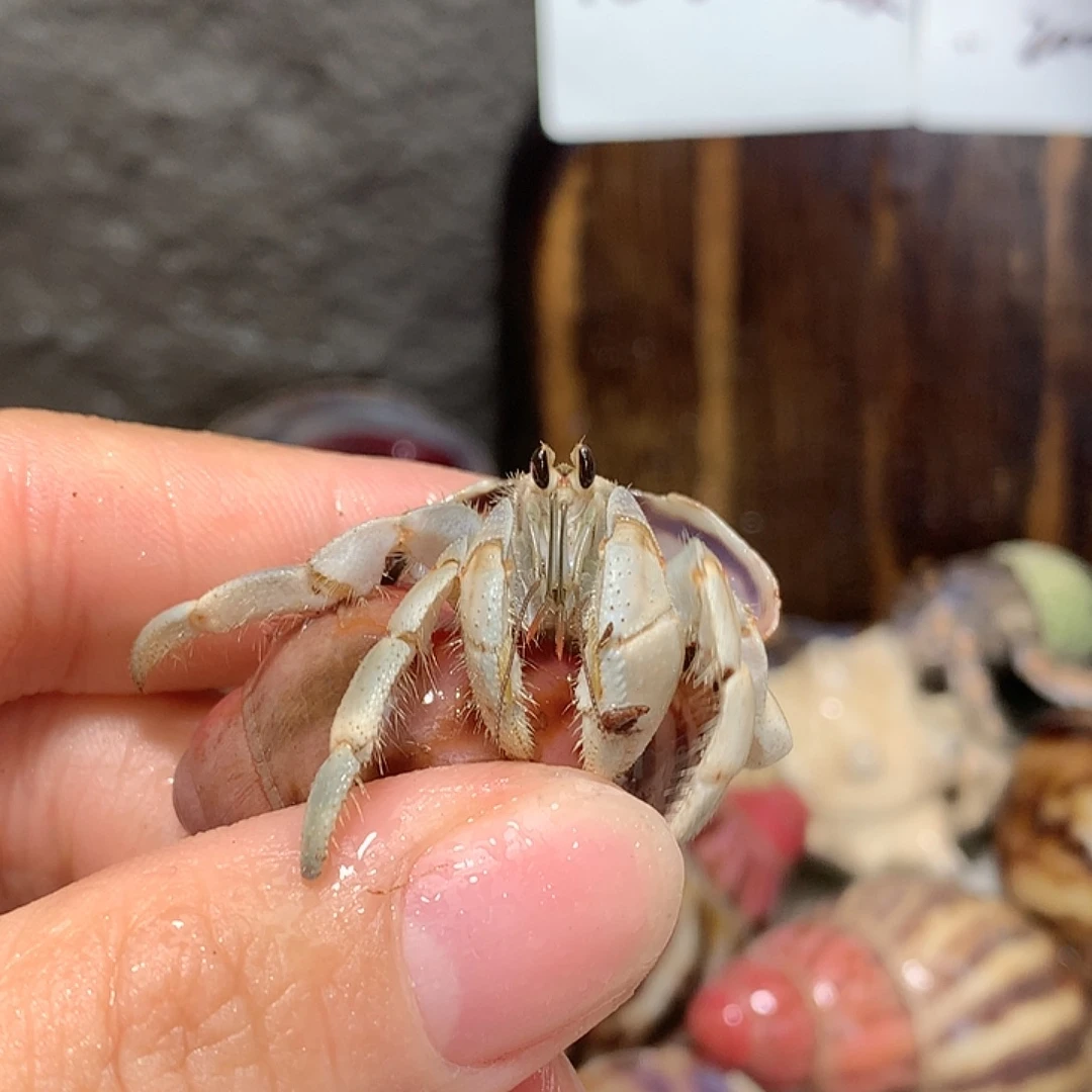 1.8口径奔跑的寄居蟹9号