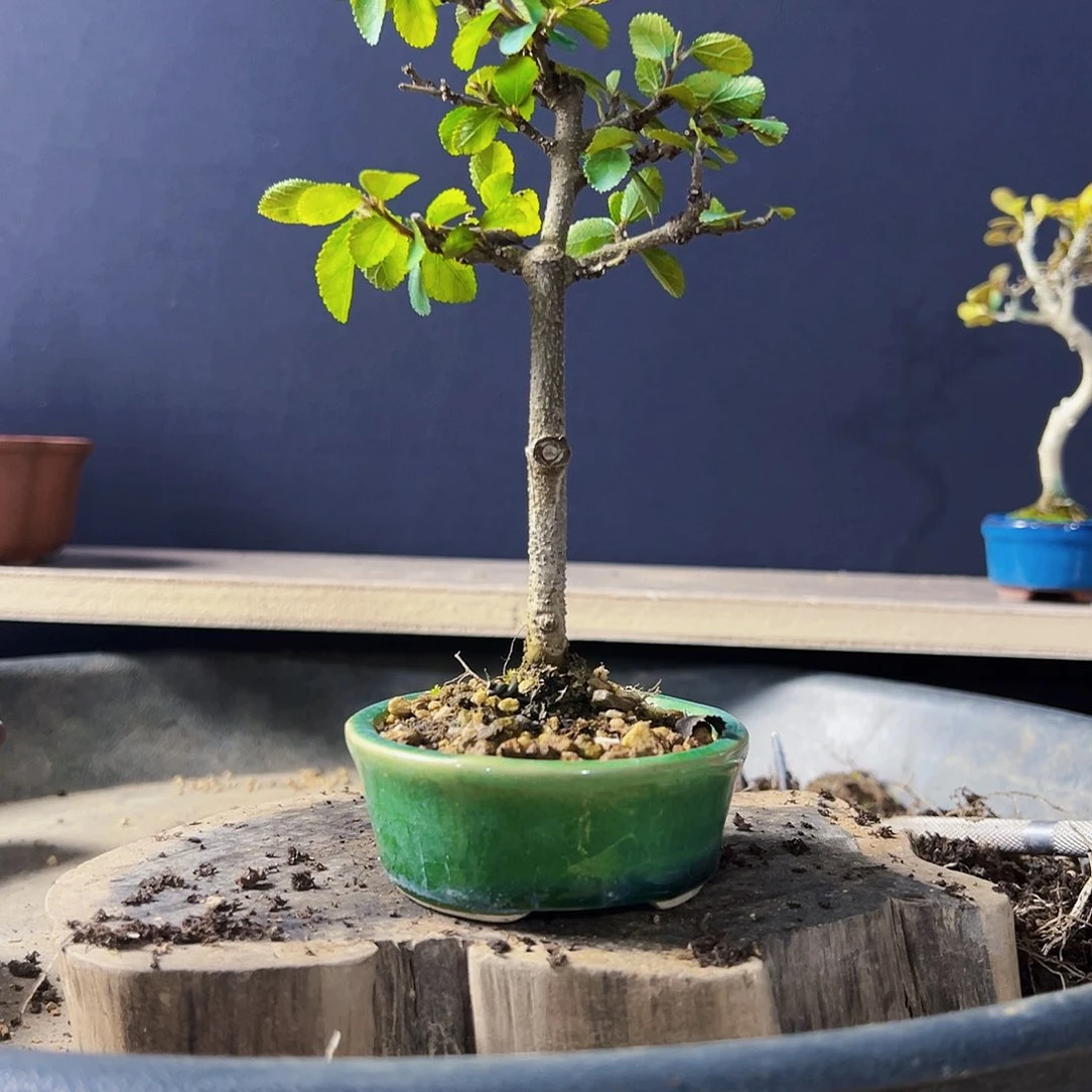 1盆景1111111111111