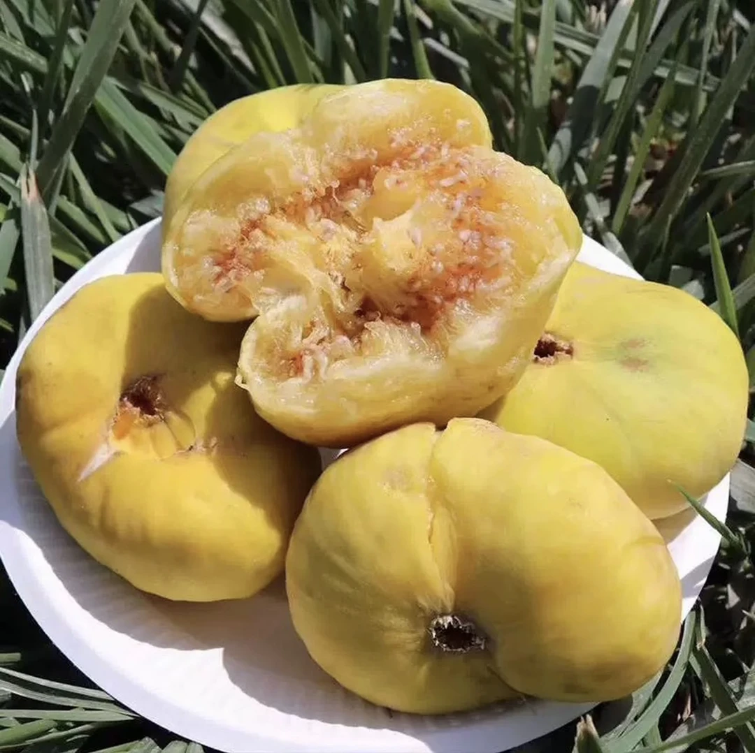 新疆阿图什无花果树上的糖包子纯甜软糯顺丰冷链发货一盒12个包邮