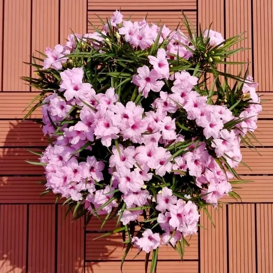 翠芦莉兰花草盆栽植物庭院花境宿根多年生耐热耐寒好养四季开花