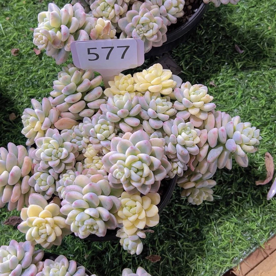 于*莎577劳尔锦38元元元