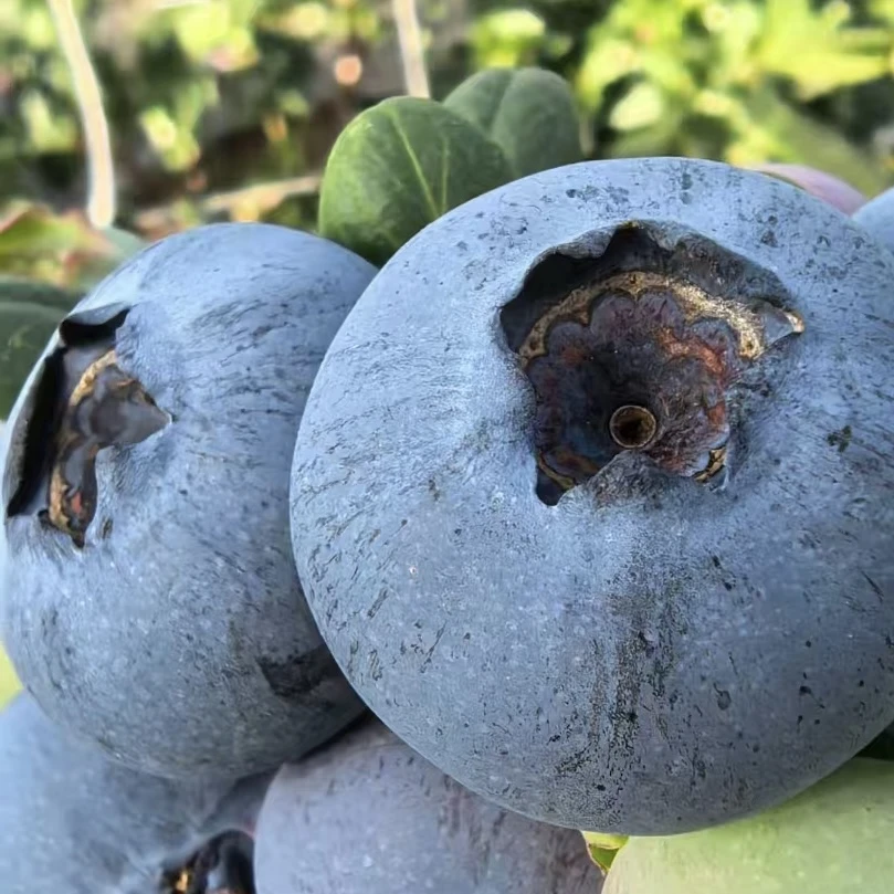 云南新鲜蓝莓 抚仙湖花香基地直发