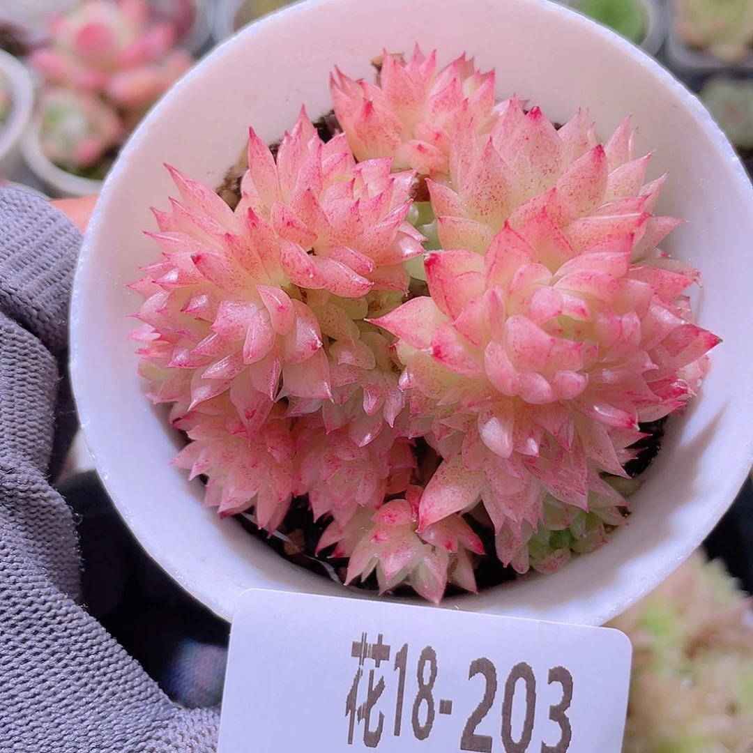 花利美18-203麦秆群
