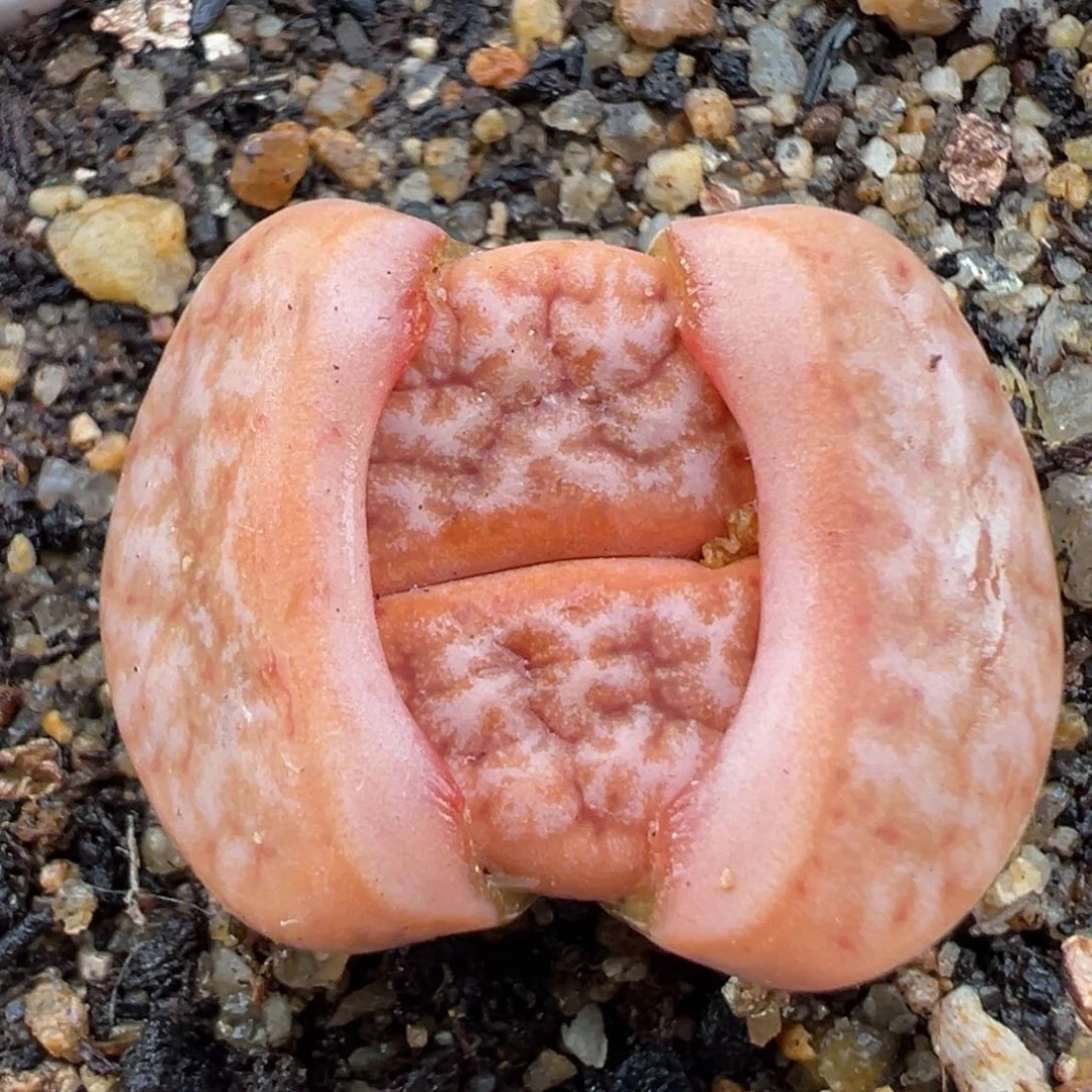 2.5好看的多肉590