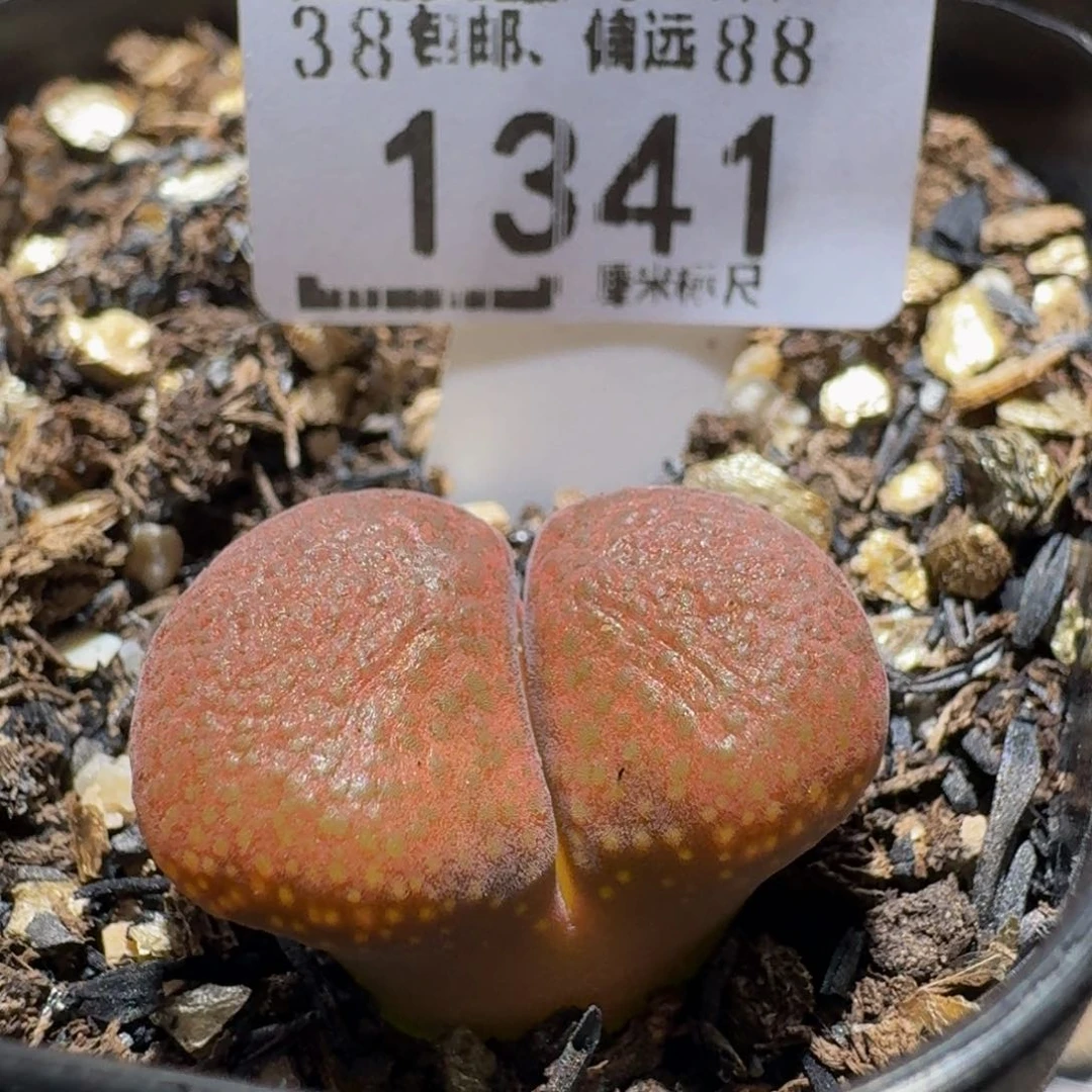 zzＺｚ生石花肉锥1341超肥