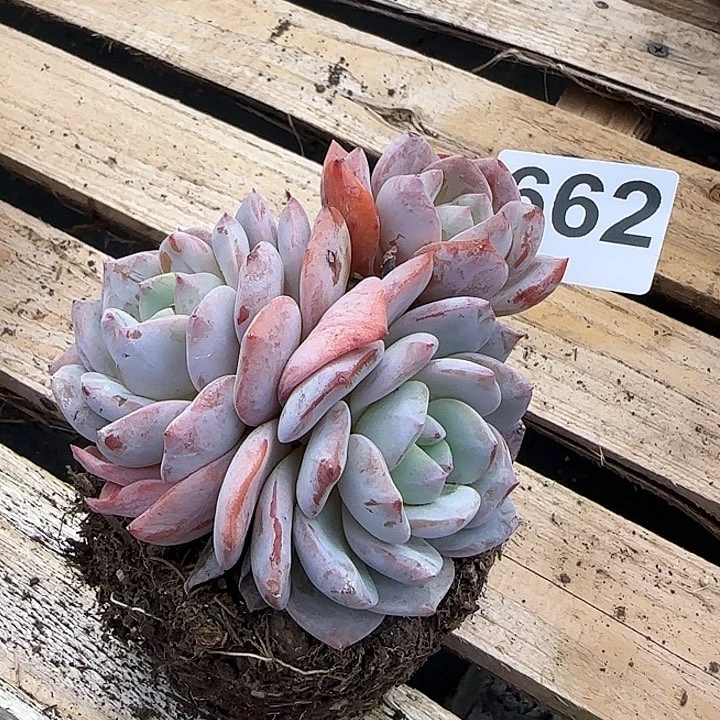 662凤橙白凤血凤脱土发货