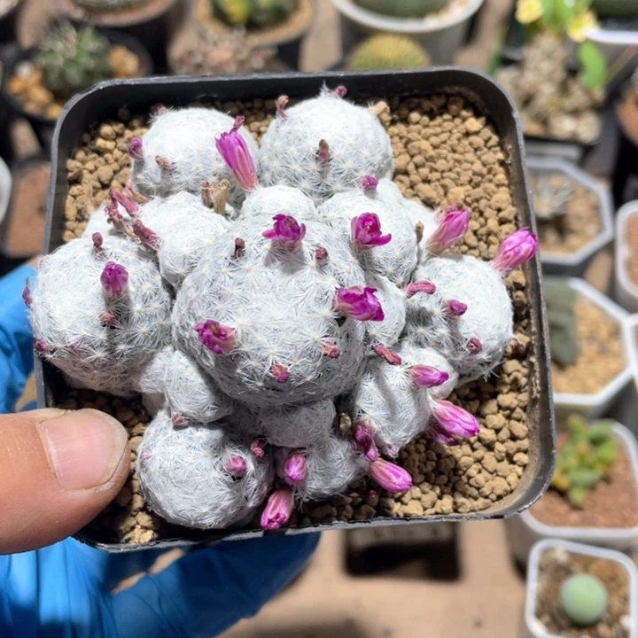 逆****132大型姬春心多头