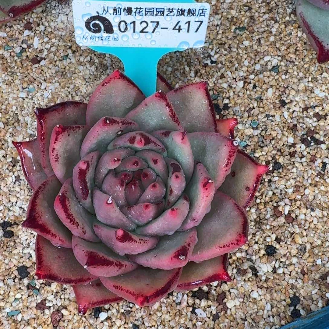 从前慢花园东云系0127-417