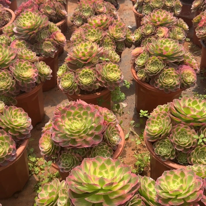 粉玉芙蓉群生啊啊啊