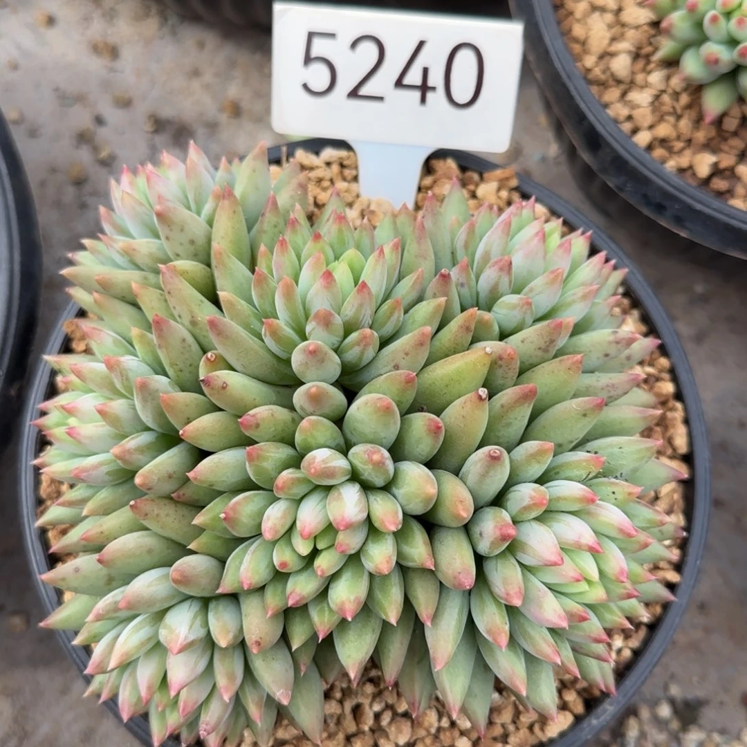 5240。      二代鱼