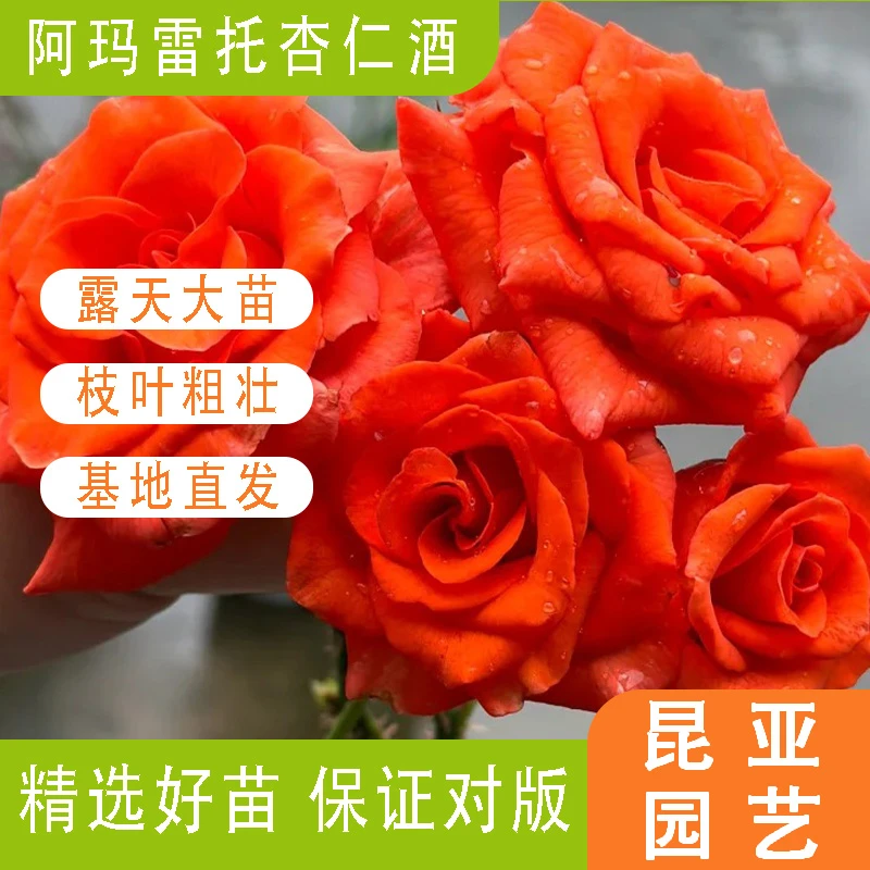 昆亚花园阿玛雷托杏仁酒大花浓香型月季花苗阳台庭院盆栽带花苞