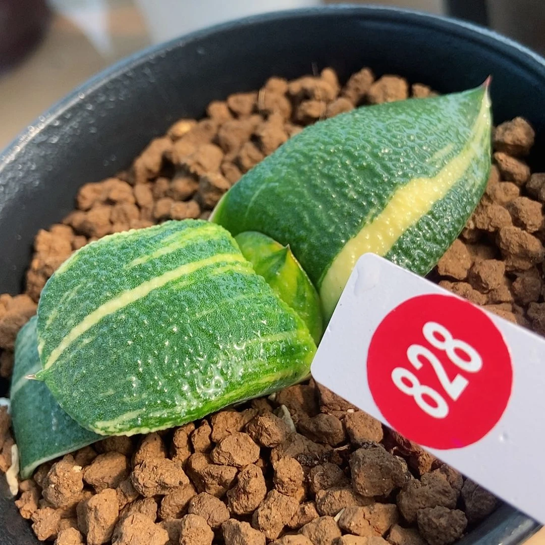 C****a828卧牛实生锦带盆发货