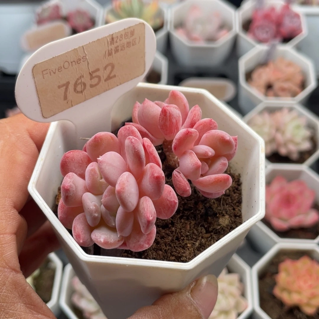 水晶琥珀7652-5.0厘米